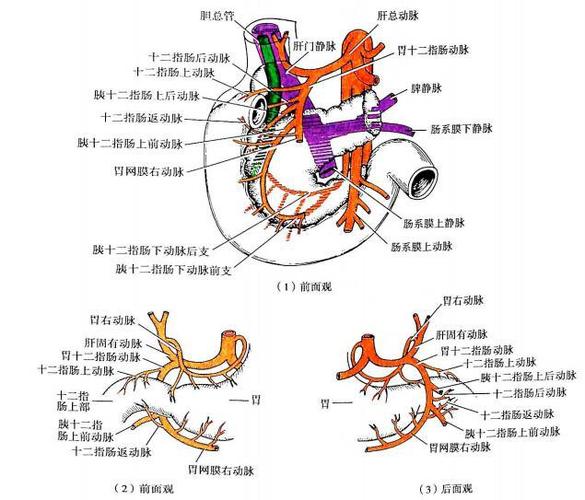 胃十二指肠动脉伴肝右动脉变异1例