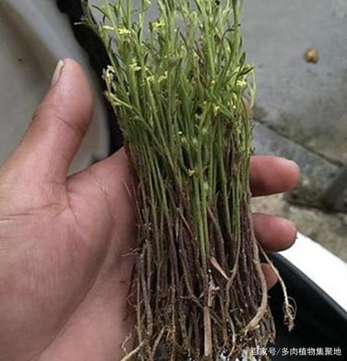 长在农地里,人称疳积草,看着没有1米高,却是"药草"