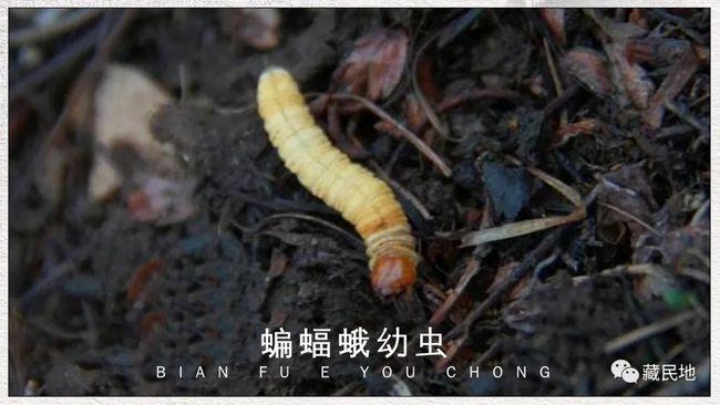 冬虫夏草是如何形成的冬虫夏草菌与蝙蝠蛾幼虫浪漫的一生