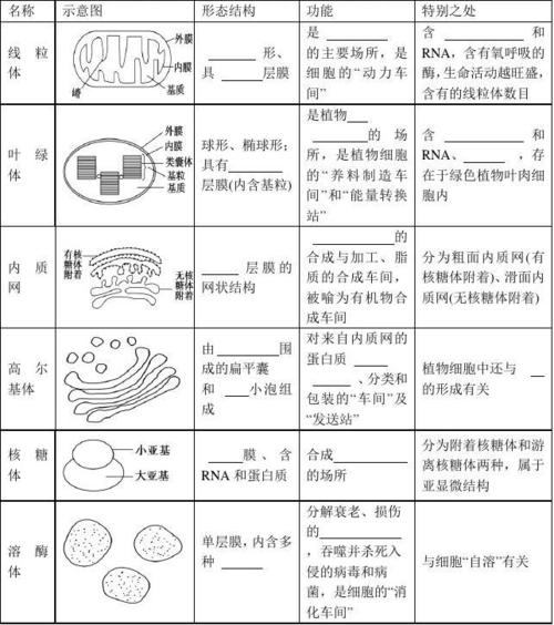 人教版高中生物必修一第三章第2节《细胞器系统内的分工合作》表格