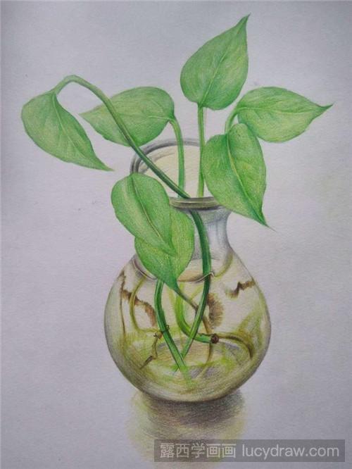 彩铅画绿萝的画法-露西学画画