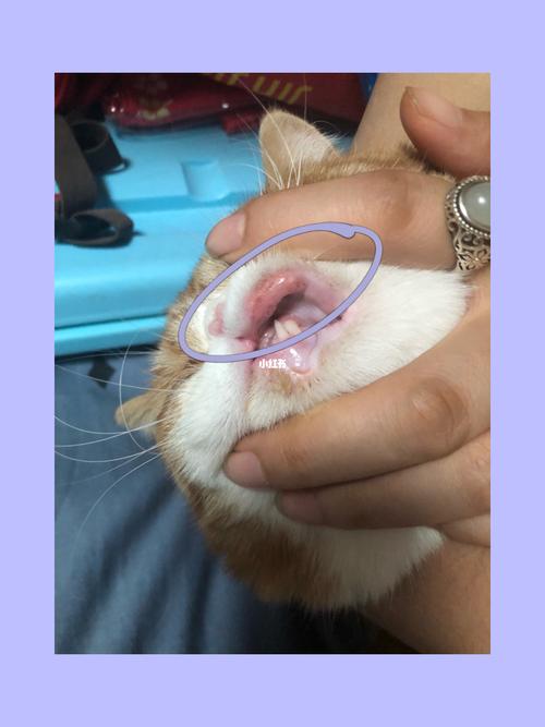 猫咪是不是得了嗜酸性肉芽肿_猫咪_拉撒怎么样_核桃_猫咪日常_宠物_猫