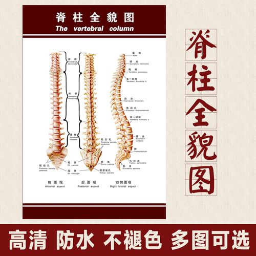 脊柱医学解剖骨科骨骼人体结构全貌图墙脊椎骨写真
