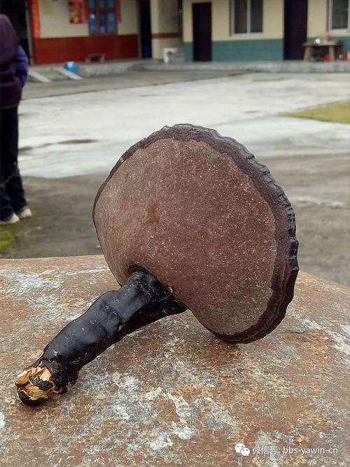 青水龙头村两人吃灵芝煮鸭子汤中毒