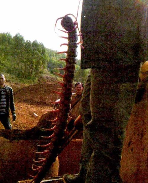 都陆续将一张据说拍摄于云南的巨大蜈蚣照片发给我,问我是什么种类?