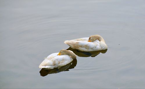 卧波桥下的天鹅 惊艳了锦城的春天