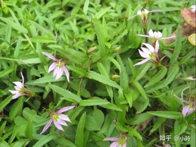 每日中药——半边莲