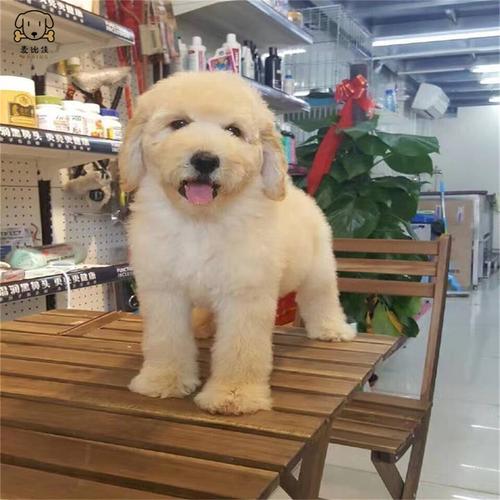 巨型贵宾犬幼犬狗狗活体巨贵幼犬纯种血统巨大型泰迪贵宾宠物狗卷毛