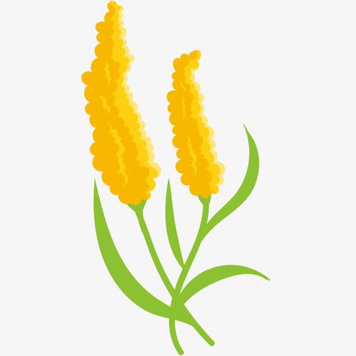 卡通金黄色小米穗矢量