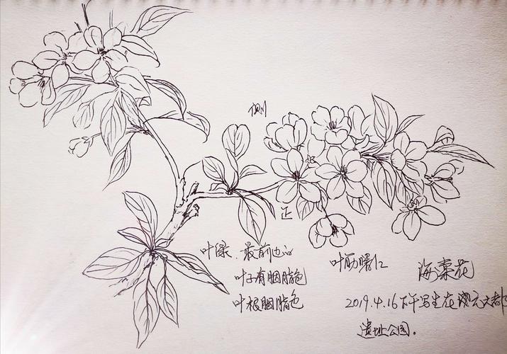 李新捷百花写生集(一)