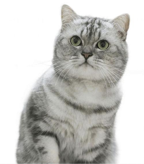 2021武汉宠博会萌宠小知识11种常见猫哪只最戳中你的萌点