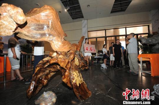 46亿巨型天价太行崖柏亮相山西专家土豪们对它垂涎已久