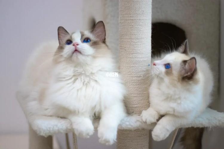 布偶小猫_猫咪_侨港风情街自由行热门攻略_领养_宠物