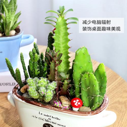 仙人掌多肉组合盆栽办公桌面防辐射小绿植白鸟万重山摇钱树组盆