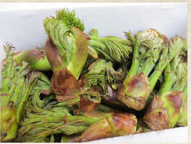 新鲜刺嫩芽,长白山野生新鲜山野菜,刺龙芽杆 刺老芽根多买包邮