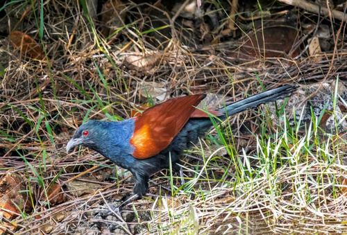 褐翅雅娟 写美篇  一次在湿地等侯翠鸟时,耳边穿来一连串深沉的咕咕声