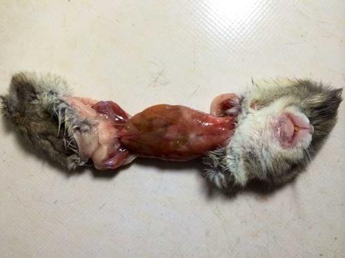 室友特想摔死小仓鼠怎么破?