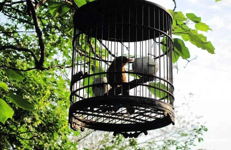 最美中国风笼鸟文化