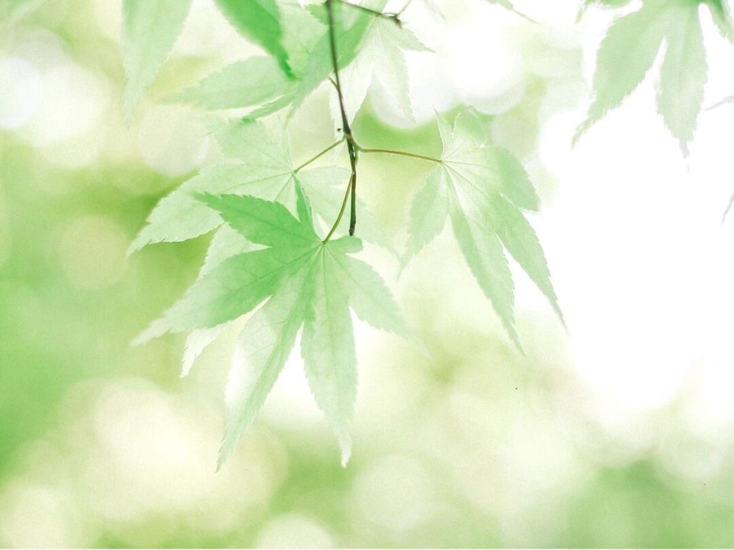 夏日绿荫高清无水印壁纸