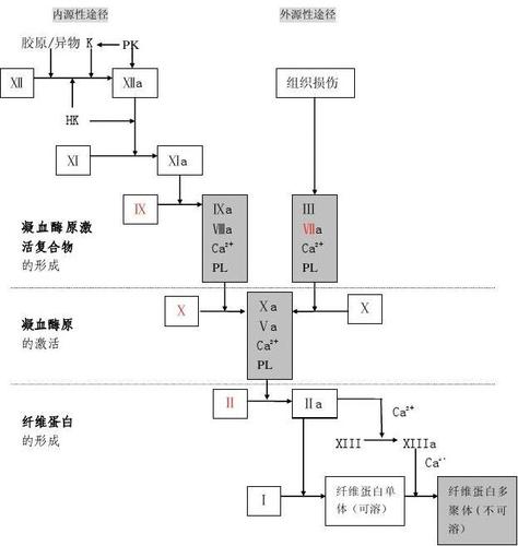 凝血过程示意图