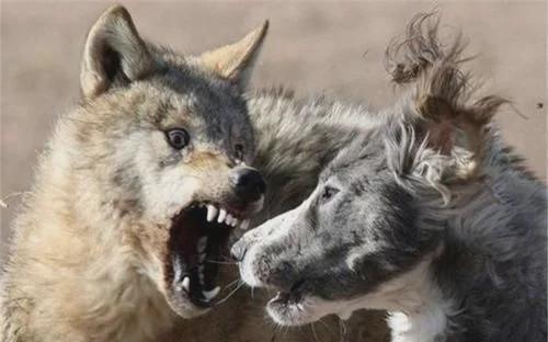 狼狈为奸中的狈到底是什么生物传说中是狼的军师