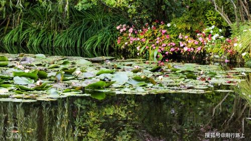 法国莫奈花园里的睡莲,成就了传世之作"睡莲"也让这里
