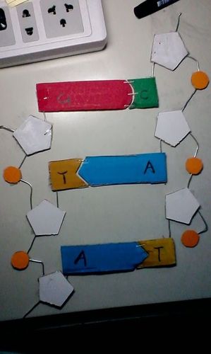 dna的双螺旋结构的制作