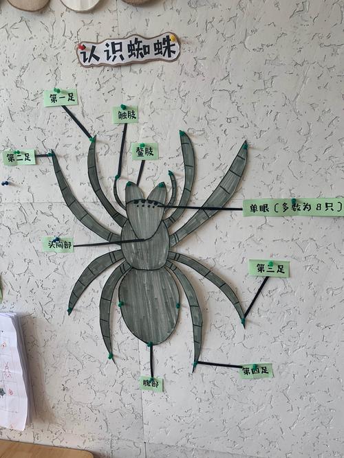 观察蜘蛛的结构图,了解蜘蛛的捕食过程以及蜘蛛网的形成,进一步激发