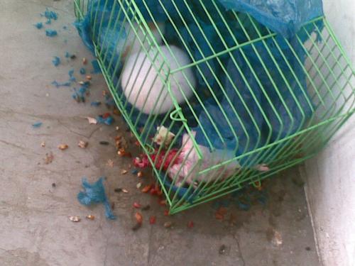 仓鼠的死亡之谜?