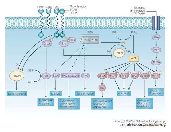 pi3k/akt通路:胰岛素激活pi3k/akt/mtor的鉴定