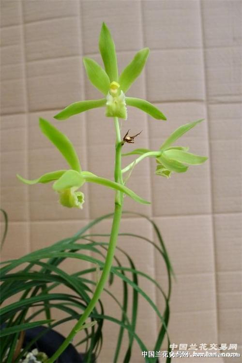 蕙兰素心a1