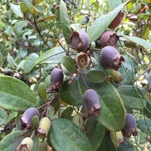 广西野生山捻子果干农家晒干货500g桃金娘果岗稔籽岗捻子泡酒料