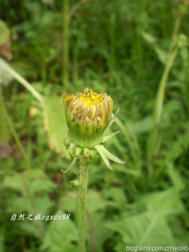 原创:会遮阳避雨的蒲公英花【田野随拍5】