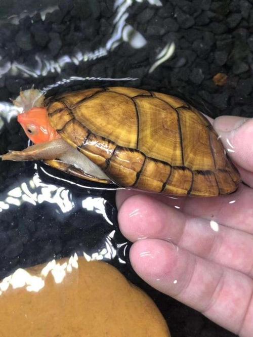 好看又好养的龟,还有红面蛋龟,现在我们养龟要注意了