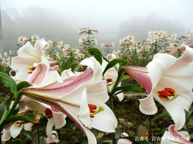 五月初夏,到万载白水看百合花啦