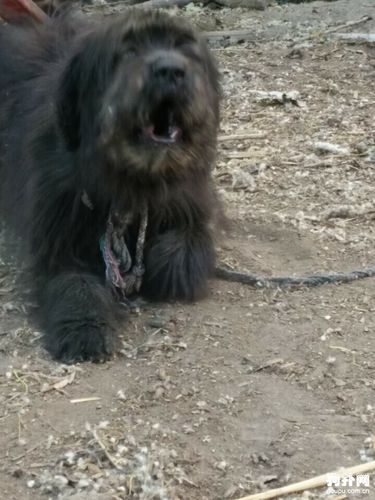 原生态藏狮犬图片_藏獒图片_狗扑藏獒网