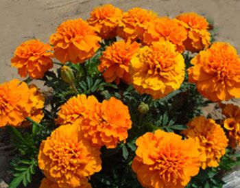 孔雀草-火星-橙色