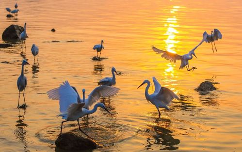 连翘读音是什么候鸟