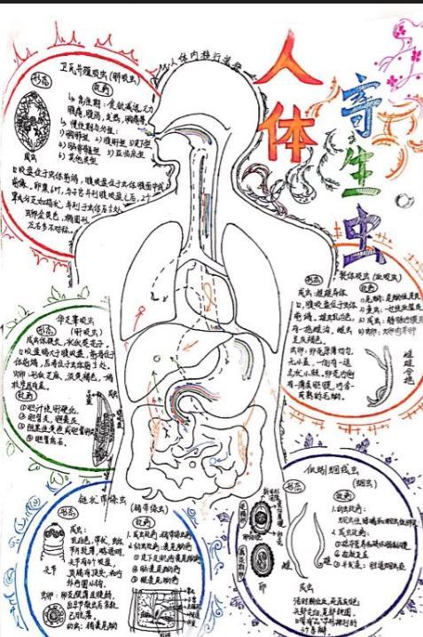 人体部分器官的手抄报 爱的手抄报