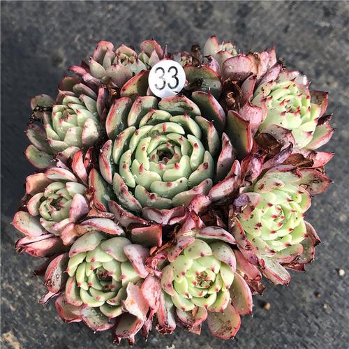 一物一拍 盆栽肉肉 古董店 多肉植物布朗先生 控养老桩 爱斯诺