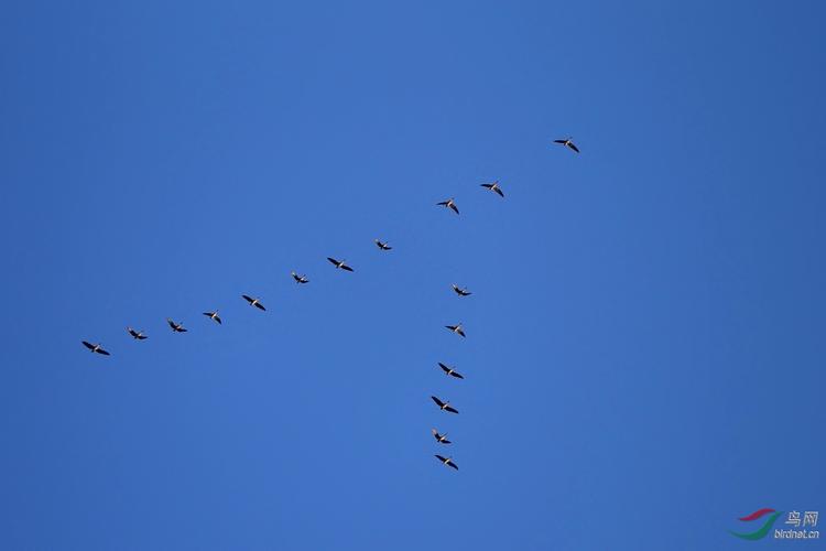 人字飞行的大雁