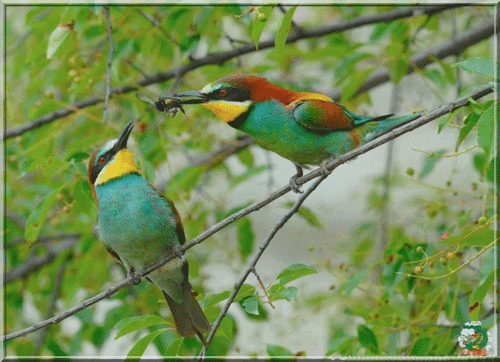 鸿雁文学精品专刊《春》 作者心语 主播 民 云中漫步