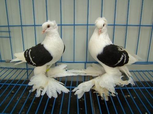 新疆外系观赏鸽和田精品彩背鸽图片价格