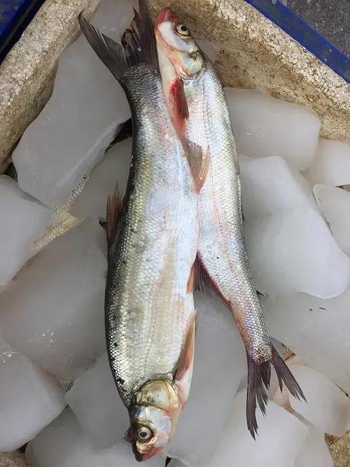 辽阔震泽 太湖|白鱼|银鱼|鲥鱼|大湖_网易订阅