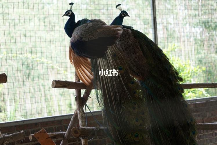 自驾游‖廉江田园寨动物园_自驾游_动物园_田园寨景区