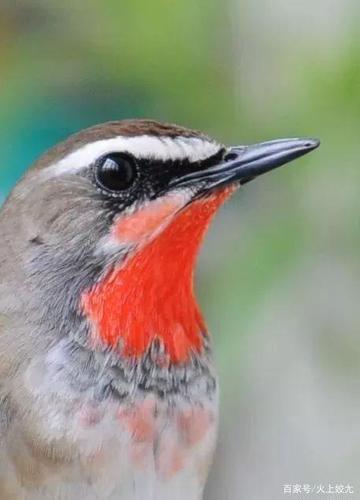 披露鸟贩子们是利用何种方法让野生靛颏鸟改吃面食的