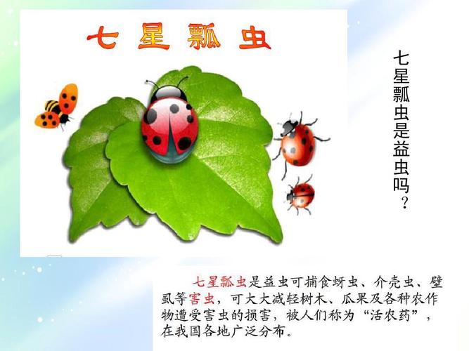 七星瓢虫 美术ppt