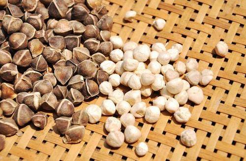 辣木籽的功效与作用有很多,但这5类人群不适合食用