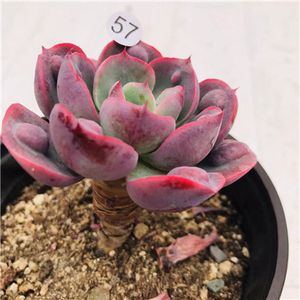 雨滴多肉植物老桩