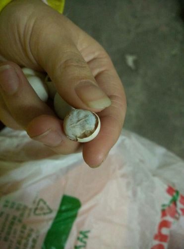 虎皮鹦鹉冬天下了蛋,本来一直在孵蛋,最大的十八天都过了快一周了